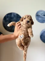 Comet , a male Goldendoodle for sale in Noblesville, IN – 1 of 4