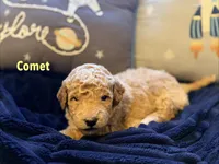 Comet , a male Goldendoodle for sale in Noblesville, IN – 2 of 4