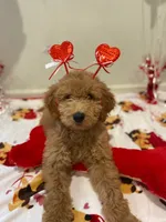 Daisy , a female Goldendoodle for sale in Noblesville, IN – 2 of 2
