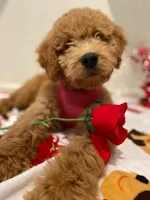 Daisy , a female Goldendoodle for sale in Noblesville, IN – 1 of 2