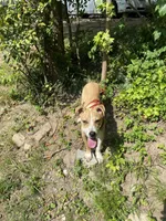 Marley, a female Boxer and American Pit Bull Terrier for sale in LaGrange, GA – 2 of 3