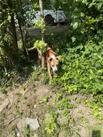 Marley, a female Boxer and American Pit Bull Terrier for sale in LaGrange, GA – 3 of 3