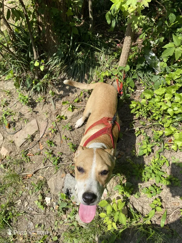 Marley – Boxer, American Pit Bull Terrier puppy for sale in LaGrange, GA