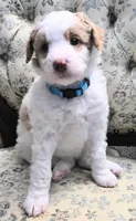 Blue collar, a female Aussiedoodle for sale in Ava, MO – 3 of 3