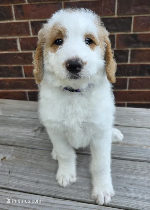 Snowball- Purple collar – Aussiedoodle puppy for sale in Ava, MO