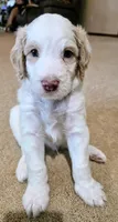 Green collar, a male Aussiedoodle for sale in Ava, MO – 5 of 6