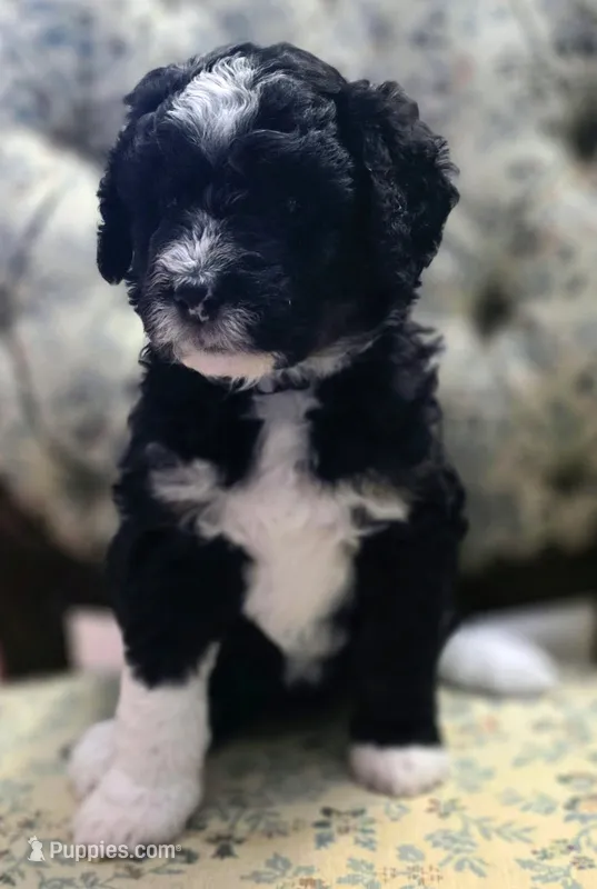 Silver collar – Aussiedoodle puppy for sale in Ava, MO