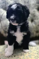 Silver collar, a female Aussiedoodle for sale in Ava, MO – 1 of 4