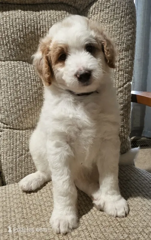 Snowball- Purple collar – Aussiedoodle puppy for sale in Ava, MO