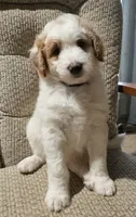 Snowball- Purple collar, a female Aussiedoodle for sale in Ava, MO – 1 of 3