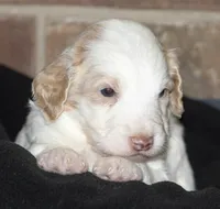 Green collar, a male Aussiedoodle for sale in Ava, MO – 6 of 6