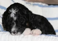 Silver collar, a female Aussiedoodle for sale in Ava, MO – 2 of 4