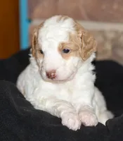 Blue collar, a female Aussiedoodle for sale in Ava, MO – 2 of 3