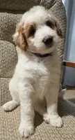Snowball- Purple collar, a female Aussiedoodle for sale in Ava, MO – 2 of 3