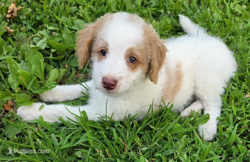 Blue collar – Aussiedoodle puppy for sale in Ava, MO