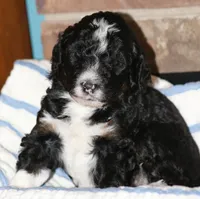 Silver collar, a female Aussiedoodle for sale in Ava, MO – 3 of 4