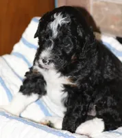 Silver collar, a female Aussiedoodle for sale in Ava, MO – 4 of 4
