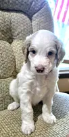 Green collar, a male Aussiedoodle for sale in Ava, MO – 4 of 6