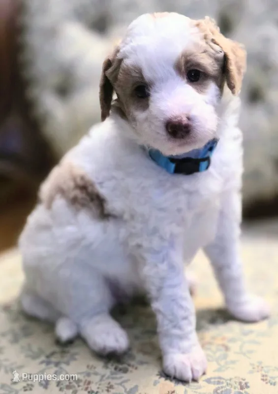Blue collar – Aussiedoodle puppy for sale in Ava, MO
