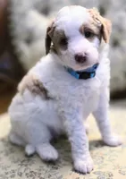 Blue collar, a female Aussiedoodle for sale in Ava, MO – 1 of 3