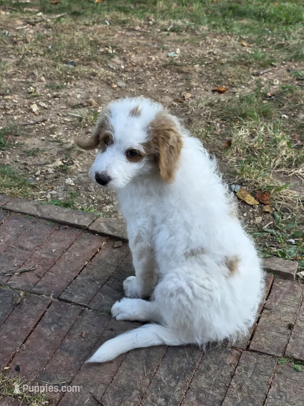 Snowball- Purple collar – Aussiedoodle puppy for sale in Ava, MO