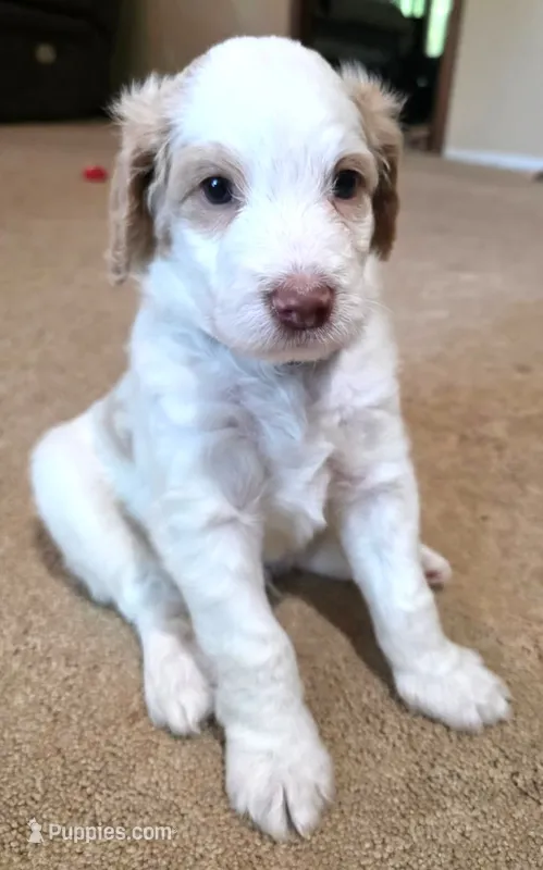 Green collar – Aussiedoodle puppy for sale in Ava, MO