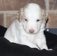 Green collar, a male Aussiedoodle for sale in Ava, MO – 3 of 6