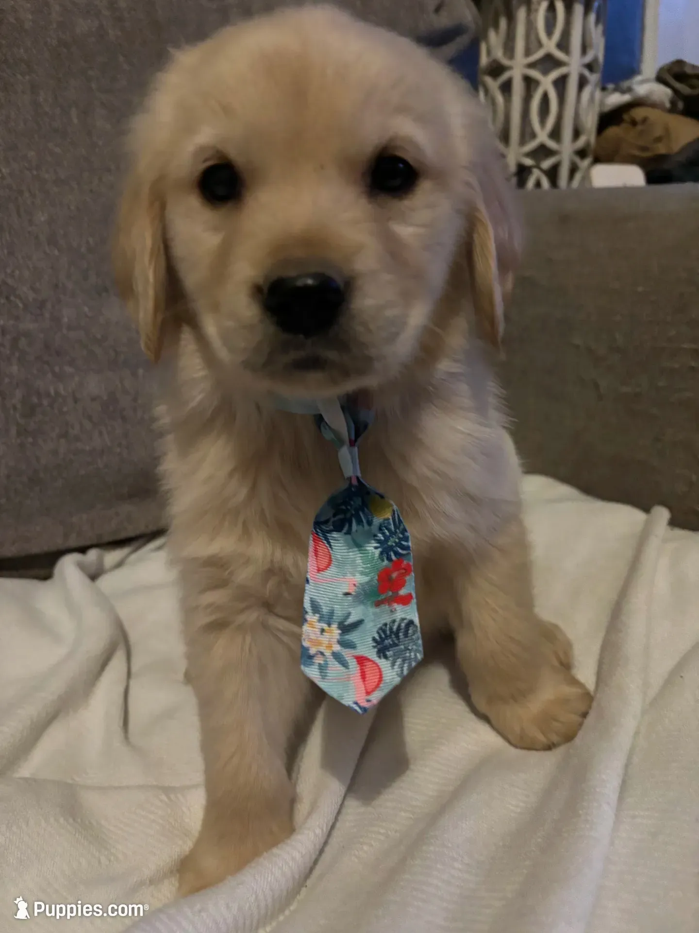 Oakley , a male Golden Retriever for sale in West Liberty, KY – 1 of 7