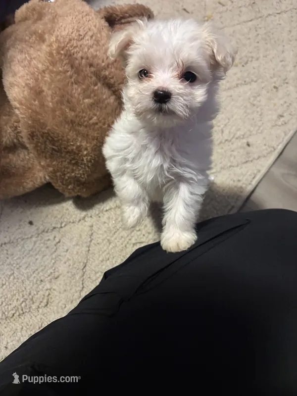 Roxie  – Maltese puppy for sale in West Liberty, KY