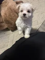 Roxie , a female Maltese for sale in West Liberty, KY – 1 of 2
