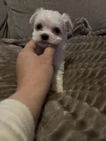 Finley , a male Maltese for sale in West Liberty, KY – 2 of 3