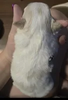 Snowy , a male Morkie for sale in West Liberty, KY – Photo 2 of 2