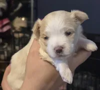 Snowy , a male Morkie for sale in West Liberty, KY – 2 of 4