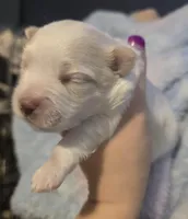 Snowy , a male Morkie for sale in West Liberty, KY – Photo 1 of 2