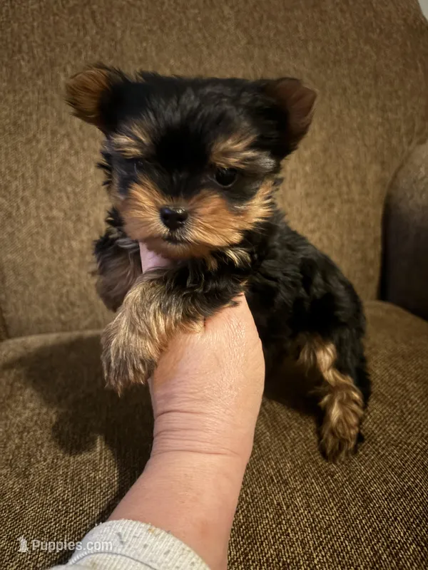 Gracie  – Yorkshire Terrier puppy for sale in West Liberty, KY