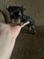 Gracie , a female Yorkshire Terrier for sale in West Liberty, KY – Photo 2 of 3