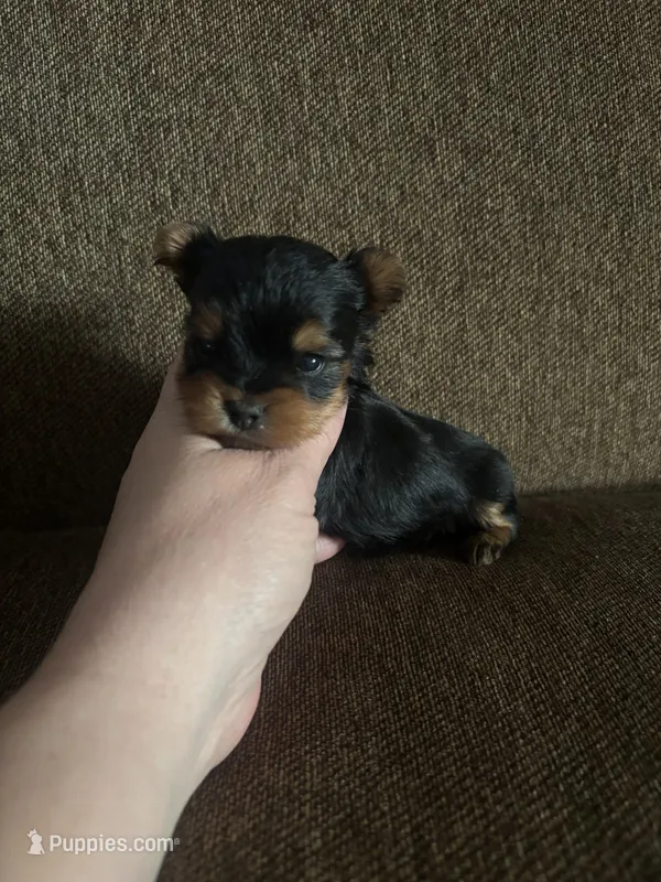 Gracie  – Yorkshire Terrier puppy for sale in West Liberty, KY