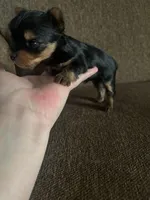 Gracie , a female Yorkshire Terrier for sale in West Liberty, KY – Photo 3 of 3