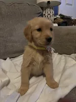 Dolly , a female Golden Retriever for sale in West Liberty, KY – 4 of 8