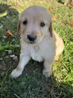 Finn , a male Golden Retriever for sale in West Liberty, KY – 2 of 7