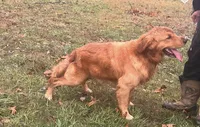 Dolly , a female Golden Retriever for sale in West Liberty, KY – 2 of 8