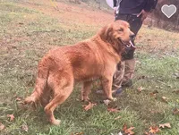 Finn , a male Golden Retriever for sale in West Liberty, KY – 5 of 7