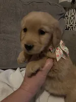Dolly , a female Golden Retriever for sale in West Liberty, KY – 3 of 8
