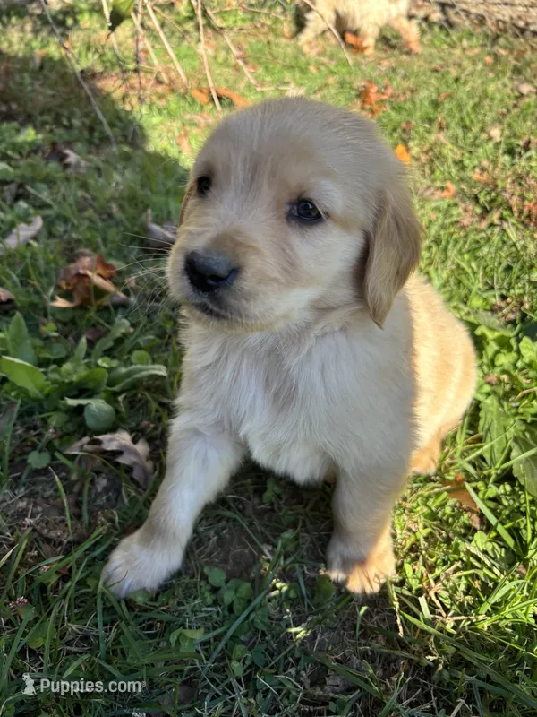Finn  – Golden Retriever puppy for sale in West Liberty, KY