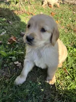Finn , a male Golden Retriever for sale in West Liberty, KY – 1 of 7