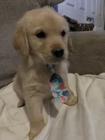 Oakley , a male Golden Retriever for sale in West Liberty, KY – 3 of 7