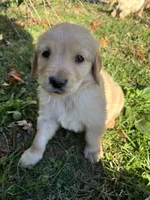 Finn , a male Golden Retriever for sale in West Liberty, KY – 3 of 7