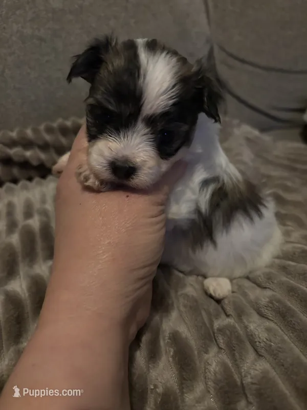 Zoe  – Morkie puppy for sale in West Liberty, KY