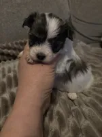 Zoe , a female Morkie for sale in West Liberty, KY – 1 of 2