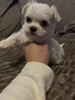 Finley , a male Maltese for sale in West Liberty, KY – 1 of 3